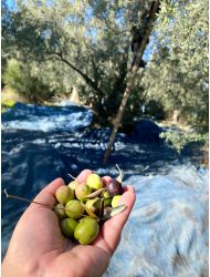 Erken Hasat Soğuk Sıkım Naturel Sızma Zeytinyağı 5LT.